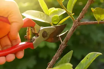 How to Choose the Right Pruning Shear? How to Choose the Right Pruning Shear?