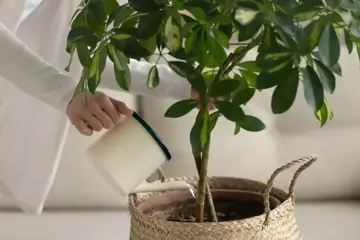How to Feed Your Tropical Plants?