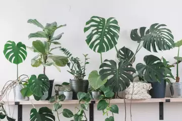 How to Find the Perfect Spot for Your Tropical Plant?
