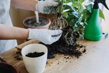 How to Repot Tropical Plants? How to Repot Tropical Plants?