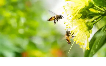Which Plants Attract Pollinators? Which Plants Attract Pollinators?