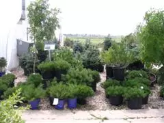 Shrubs and Trees