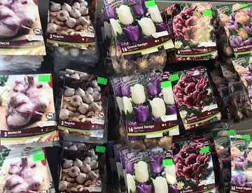 Seed and bulbs