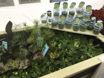 Water plants